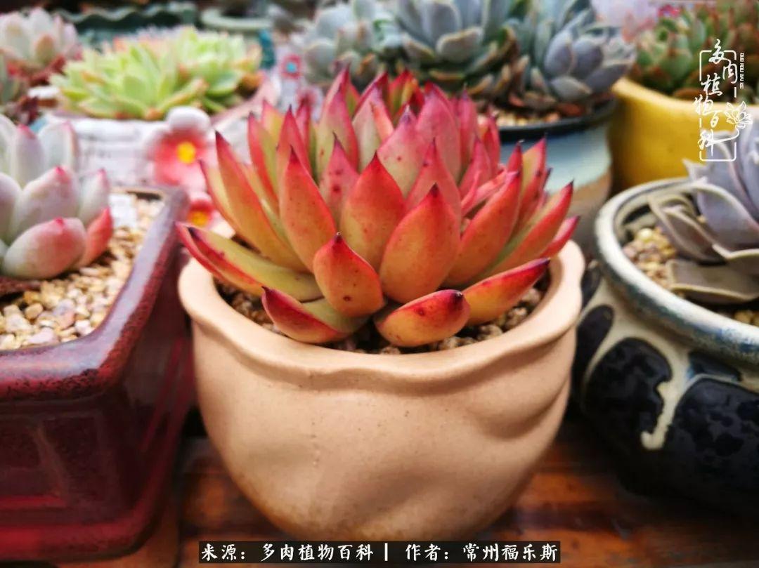 植物種多肉是什么品種_多肉是一種什么植物?_多肉植物是植物嗎