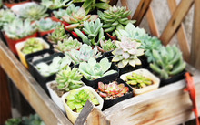 多肉花卉批發(fā)_花卉市場(chǎng)多肉_花卉批發(fā)多肉圖片大全