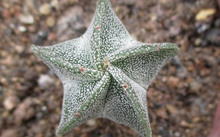 多肉花卉批發(fā)_花卉批發(fā)多肉圖片大全_花卉市場(chǎng)多肉