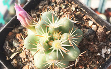 花卉市場(chǎng)多肉_花卉批發(fā)多肉圖片大全_多肉花卉批發(fā)