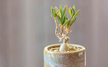 花卉市場(chǎng)多肉_花卉批發(fā)多肉圖片大全_多肉花卉批發(fā)