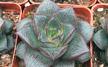 多肉花卉批發(fā)_花卉市場(chǎng)多肉_花卉批發(fā)多肉圖片大全