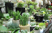 花卉批發(fā)多肉圖片大全_花卉市場(chǎng)多肉_多肉花卉批發(fā)