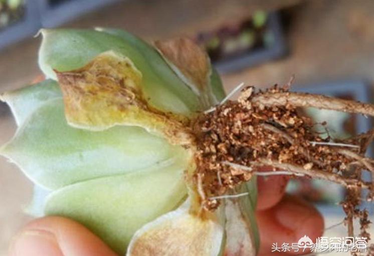 多肉夏天脫土晾根能放多久_多肉買回來一定要脫土晾根嗎_多肉植物脫土晾根