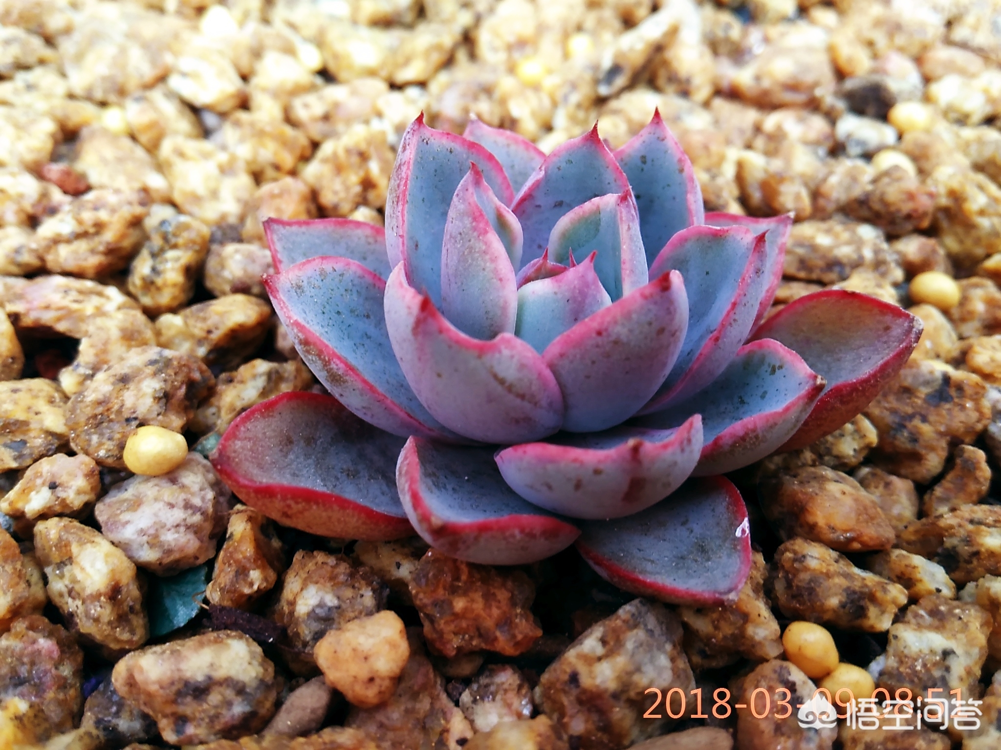 多肉買回來一定要脫土晾根嗎_多肉夏天脫土晾根能放多久_多肉植物脫土晾根