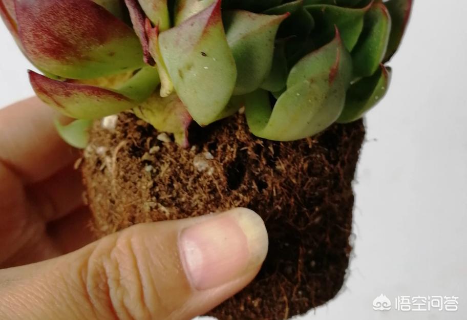 多肉買回來一定要脫土晾根嗎_多肉植物脫土晾根_多肉夏天脫土晾根能放多久