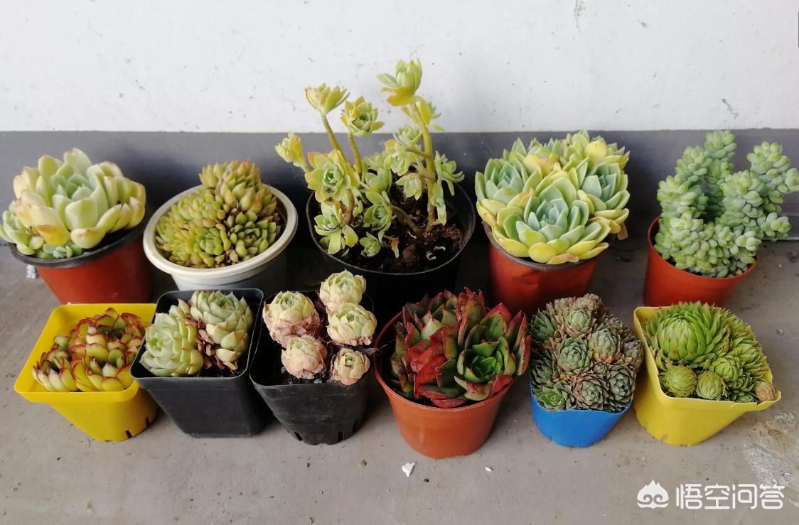 多肉買回來一定要脫土晾根嗎_多肉植物脫土晾根_多肉夏天脫土晾根能放多久