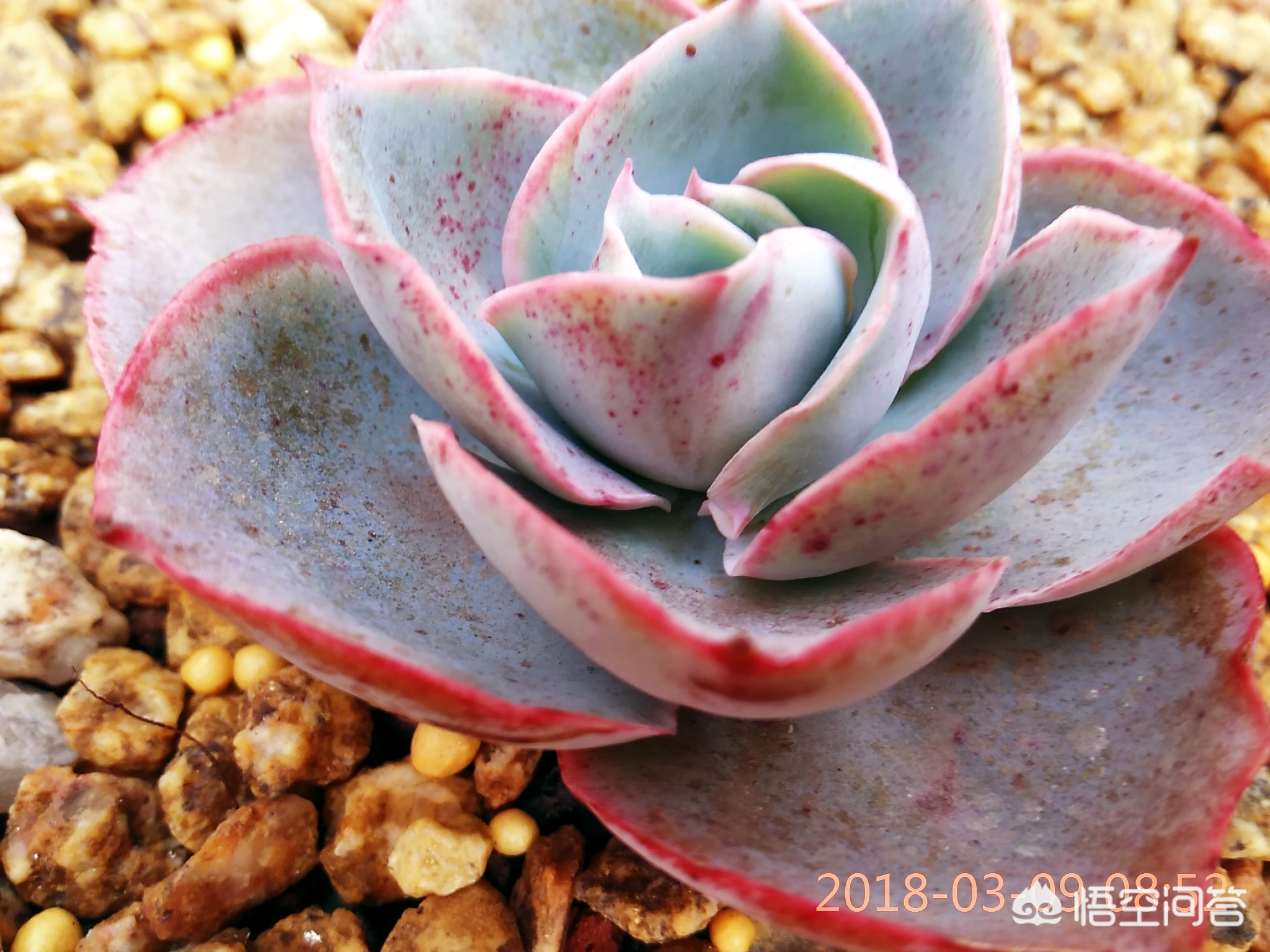 多肉夏天脫土晾根能放多久_多肉買回來一定要脫土晾根嗎_多肉植物脫土晾根