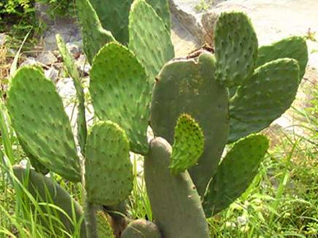 多肉植物可以吃_多肉可以吃嗎_多肉可以吃嗎有哪些健康