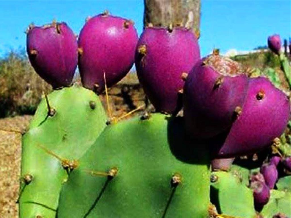 多肉植物可以吃_多肉可以吃嗎_多肉可以吃嗎有哪些健康