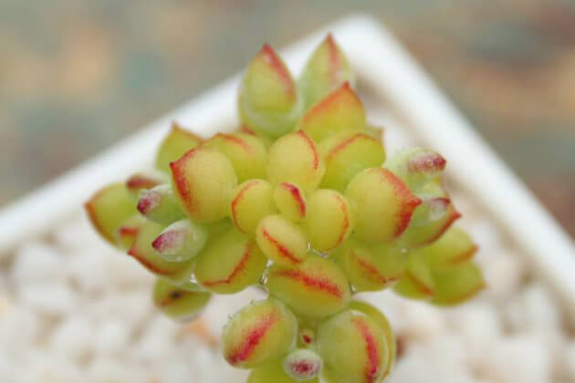 達摩福娘多肉養(yǎng)殖和注意_多肉達摩福娘怎么養(yǎng)護_多肉達摩福娘怎么養(yǎng)