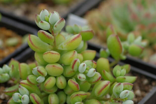 達摩福娘多肉養(yǎng)殖和注意_多肉達摩福娘怎么養(yǎng)_多肉達摩福娘怎么養(yǎng)護