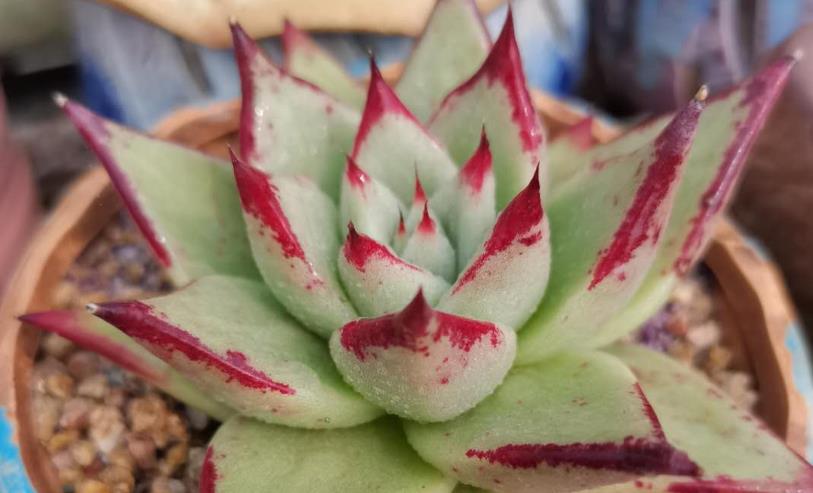 多肉隔著玻璃曬太陽能出狀態(tài)嗎_隔著玻璃曬多肉有用嗎_多肉隔著玻璃曬太陽會徒長嗎