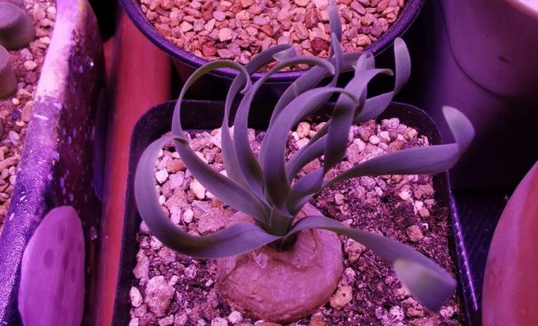 隔著玻璃曬多肉有用嗎_多肉隔著玻璃曬太陽能出狀態(tài)嗎_多肉隔著玻璃曬太陽會徒長嗎