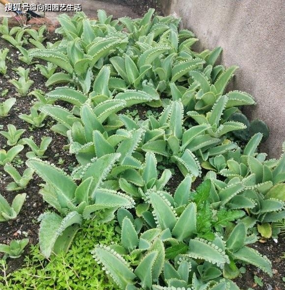 繁殖最快的多肉_繁殖最強(qiáng)多肉能力的動(dòng)物_繁殖能力最強(qiáng)的多肉