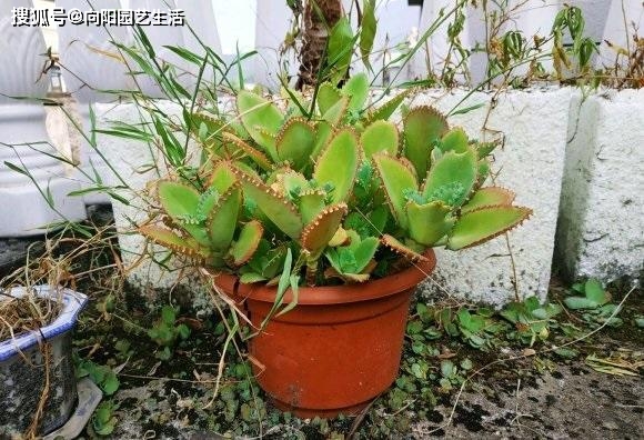 繁殖能力最強(qiáng)的多肉_繁殖最強(qiáng)多肉能力的動(dòng)物_繁殖最快的多肉