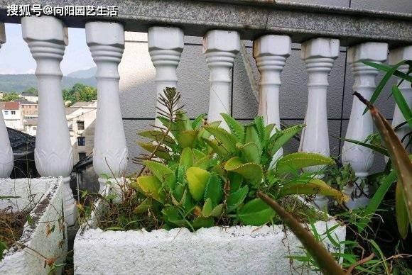 繁殖最快的多肉_繁殖最強(qiáng)多肉能力的動(dòng)物_繁殖能力最強(qiáng)的多肉