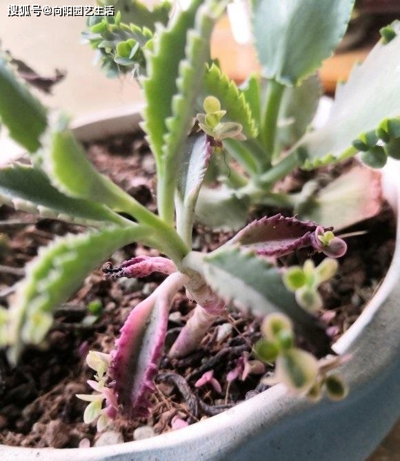 繁殖最快的多肉_繁殖能力最強(qiáng)的多肉_繁殖最強(qiáng)多肉能力的動(dòng)物