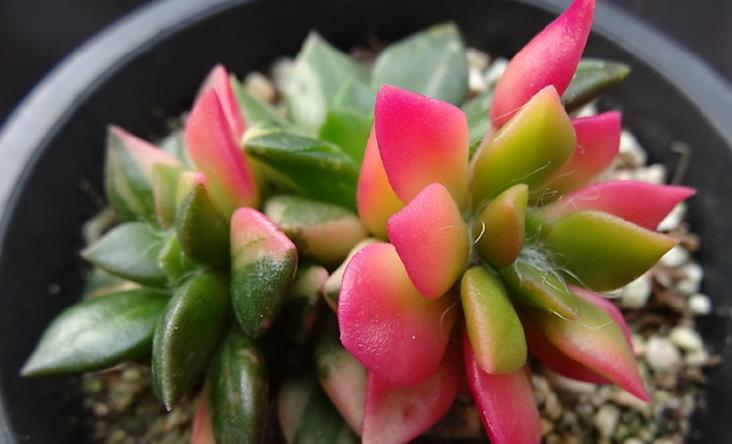 多肉吹雪開花嗎_多肉植物吹雪_多肉吹雪怎么養(yǎng)才會紅