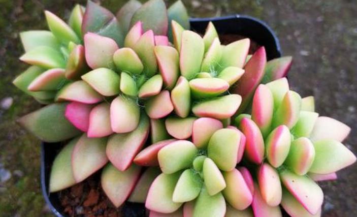 多肉植物吹雪_多肉吹雪開花嗎_多肉吹雪怎么養(yǎng)才會紅