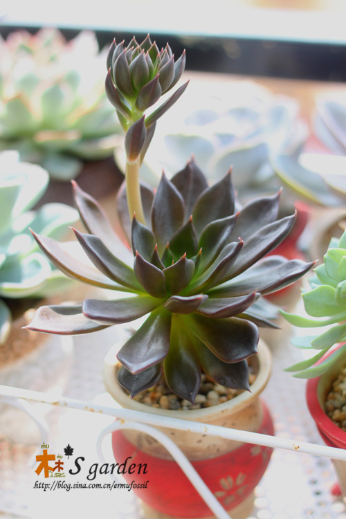 千代田之松多肉_松多肉千代田好養(yǎng)嗎_千代松田多肉綴化