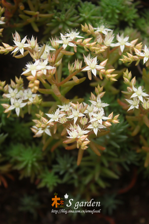 千代田之松多肉_松多肉千代田好養(yǎng)嗎_千代松田多肉綴化