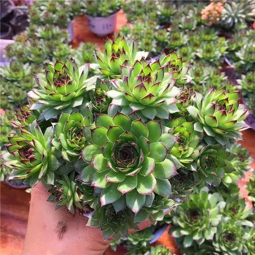 觀音蓮植物多肉養(yǎng)護(hù)方法_觀音蓮植物多肉養(yǎng)護(hù)注意事項_觀音蓮多肉植物怎么養(yǎng)護(hù)