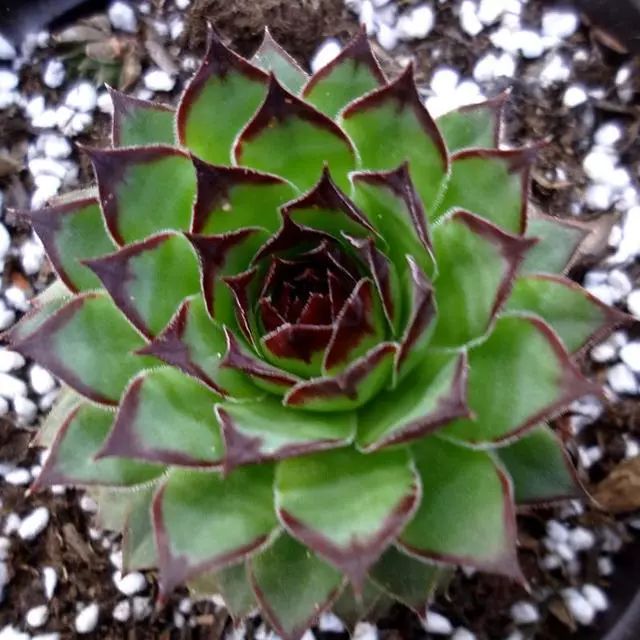 觀音蓮植物多肉養(yǎng)護(hù)方法_觀音蓮植物多肉養(yǎng)護(hù)注意事項_觀音蓮多肉植物怎么養(yǎng)護(hù)