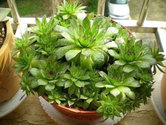 觀音蓮植物多肉養(yǎng)護(hù)方法_觀音蓮植物多肉養(yǎng)護(hù)注意事項_觀音蓮多肉植物怎么養(yǎng)護(hù)