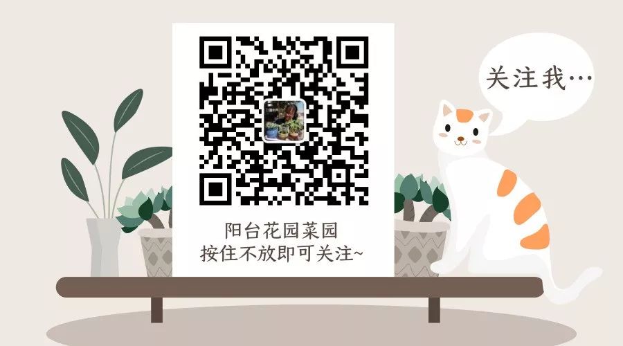 觀音蓮植物多肉養(yǎng)護(hù)注意事項_觀音蓮多肉植物怎么養(yǎng)護(hù)_觀音蓮植物多肉養(yǎng)護(hù)方法