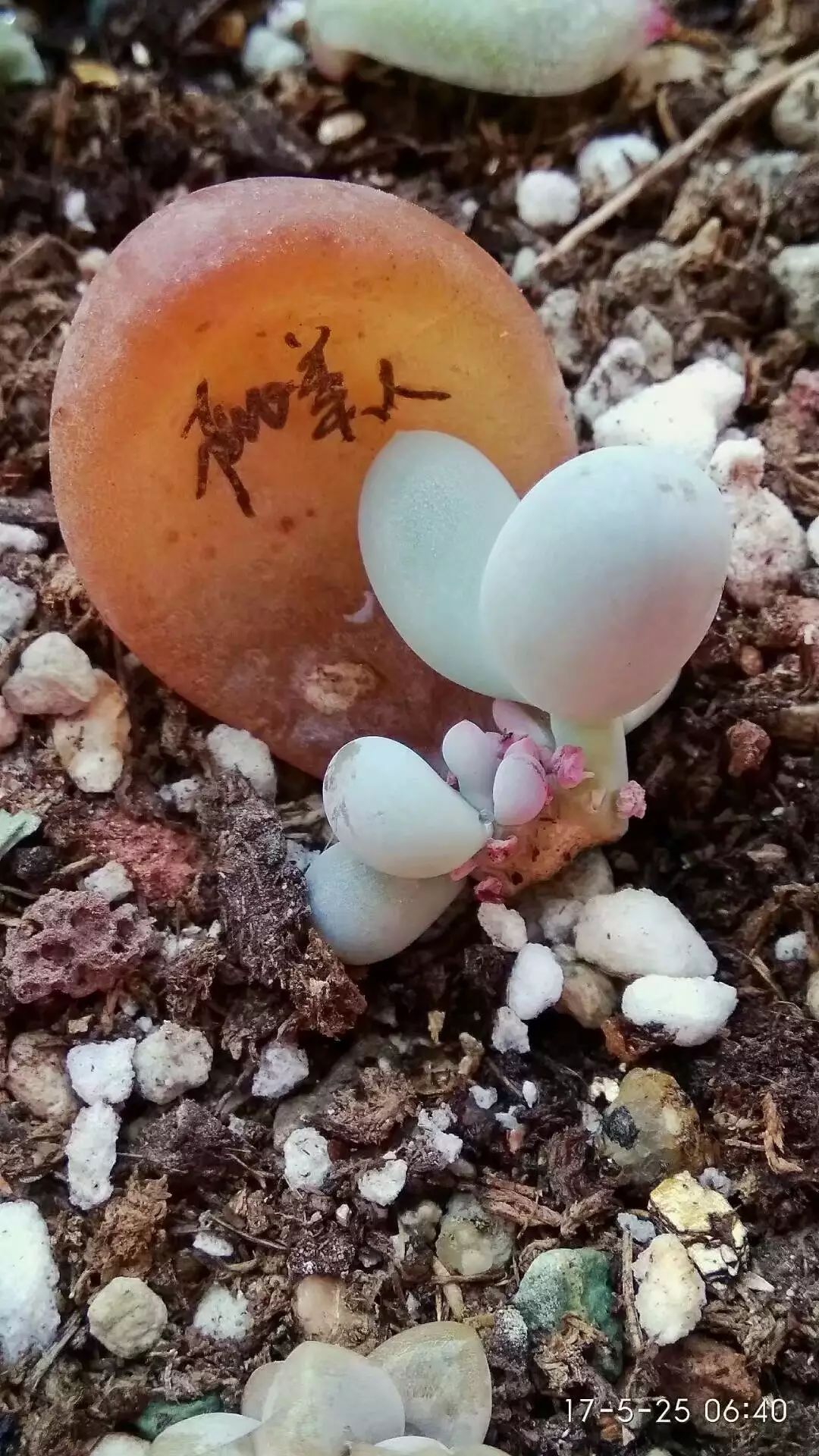 盆栽多肉移植_多肉的移盆_多肉如何移盆種植