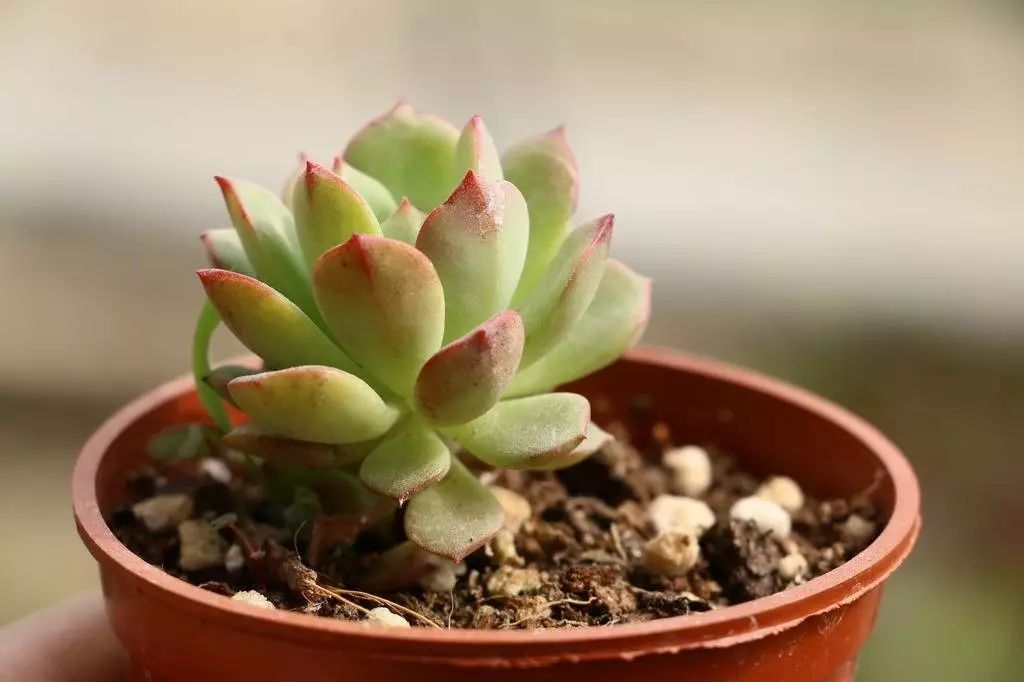 盆栽多肉移植_多肉如何移盆種植_多肉的移盆