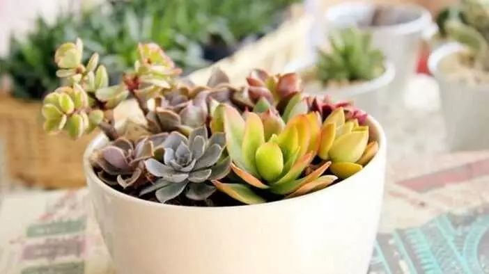 多肉如何移盆種植_多肉的移盆_盆栽多肉移植