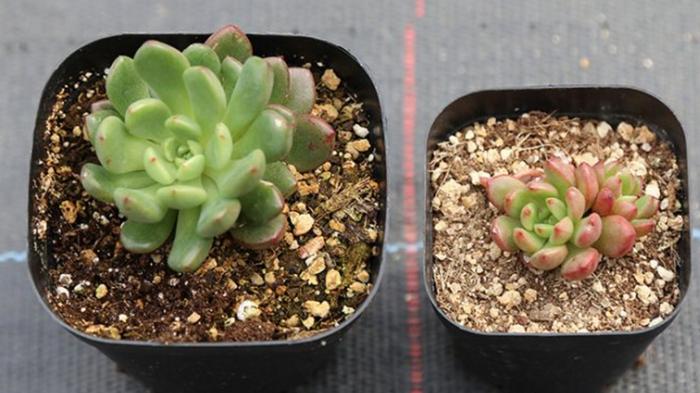 養(yǎng)土配多肉好養(yǎng)嗎_養(yǎng)多肉的土怎么配最好_養(yǎng)多肉用的土怎么配比較好