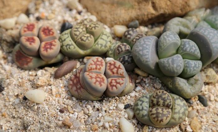 養(yǎng)多肉用的土怎么配比較好_養(yǎng)多肉的土怎么配最好_養(yǎng)土配多肉好養(yǎng)嗎