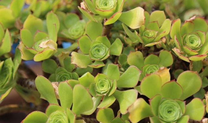 養(yǎng)多肉的土怎么配最好_養(yǎng)土配多肉好養(yǎng)嗎_養(yǎng)多肉用的土怎么配比較好