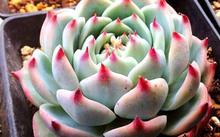 花卉市場多肉_多肉花卉批發(fā)_花卉批發(fā)多肉圖片大全