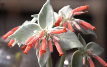 花卉批發(fā)多肉圖片大全_多肉花卉批發(fā)_花卉市場多肉