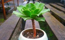 花卉批發(fā)多肉圖片大全_多肉花卉批發(fā)_花卉市場多肉