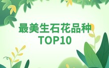 多肉花卉批發(fā)_花卉批發(fā)多肉圖片大全_花卉市場多肉