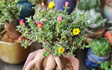 花卉批發(fā)多肉圖片大全_多肉花卉批發(fā)_花卉市場多肉