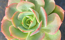 花卉批發(fā)多肉圖片大全_花卉市場多肉_多肉花卉批發(fā)