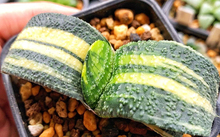 花卉市場多肉_花卉批發(fā)多肉圖片大全_多肉花卉批發(fā)