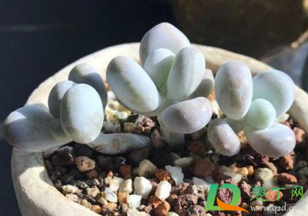 雞蛋玫瑰多肉怎么養(yǎng)_雞蛋玫瑰多肉_雞蛋玫瑰多肉好養(yǎng)嗎