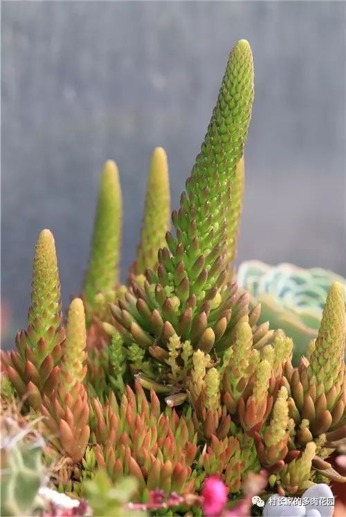 開(kāi)花死的多肉_多肉開(kāi)花會(huì)死嗎_開(kāi)花后會(huì)死亡的多肉植物