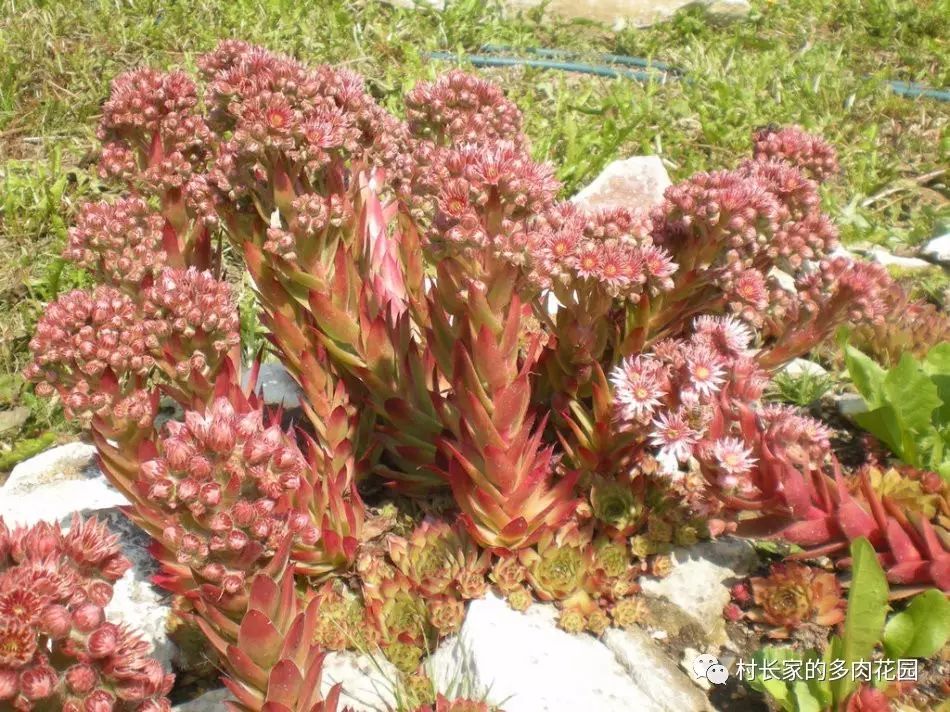開(kāi)花死的多肉_多肉開(kāi)花會(huì)死嗎_開(kāi)花后會(huì)死亡的多肉植物