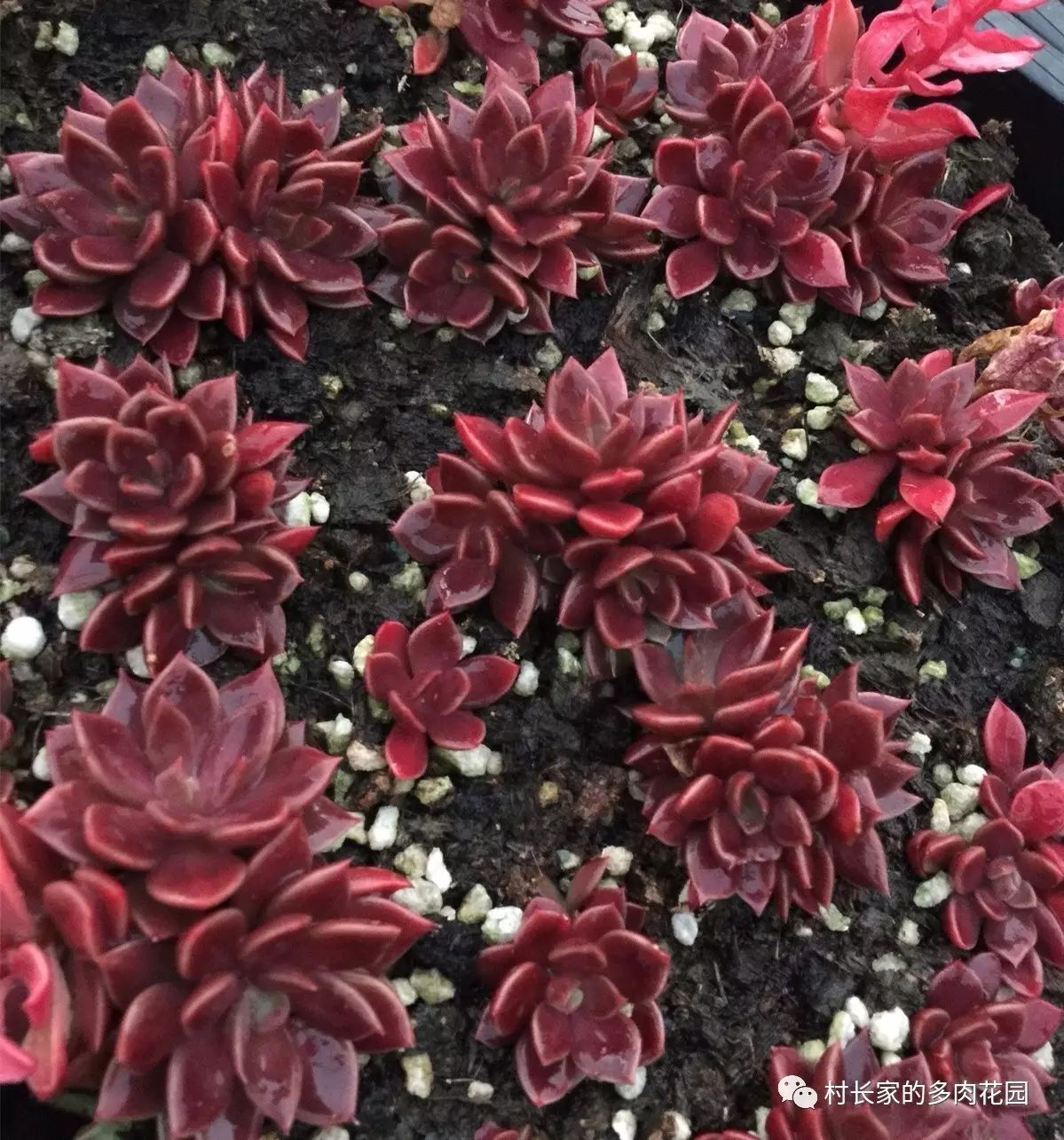 開(kāi)花死的多肉_多肉開(kāi)花會(huì)死嗎_開(kāi)花后會(huì)死亡的多肉植物