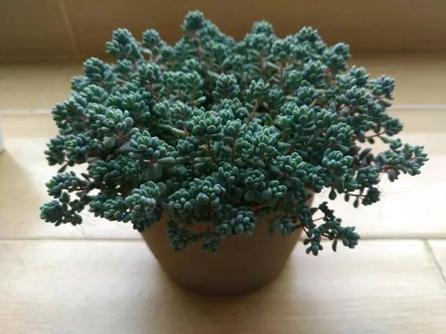 多肉爆芽素_沒有優(yōu)芽素是怎么讓多肉爆側(cè)芽_多肉爆芽素真的有用嗎