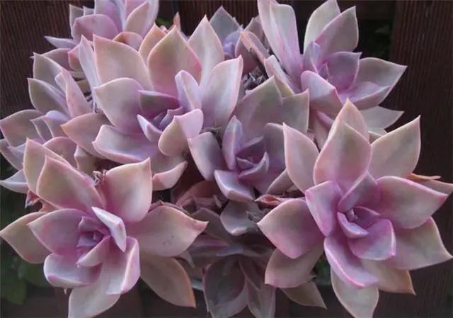 多肉爆芽素真的有用嗎_多肉爆芽素_沒有優(yōu)芽素是怎么讓多肉爆側(cè)芽