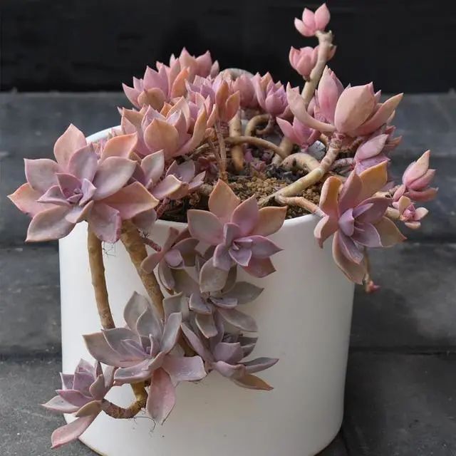 多肉爆芽素_沒有優(yōu)芽素是怎么讓多肉爆側(cè)芽_多肉爆芽素真的有用嗎